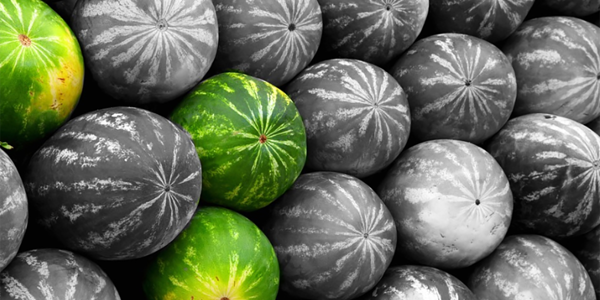 Angurie a rischio, al sud la produzione può crollare del 70%